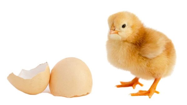 chicken-or-egg